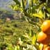 Close-up of oranges hanging from a tree branch in an orchard setting. - Olive Oil Times