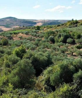 Expansive view of an olive grove with trees and rolling hills in the background. - Olive Oil Times