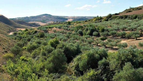 Expansive view of an olive grove with trees and rolling hills in the background. - Olive Oil Times