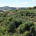 Expansive view of an olive grove with trees and rolling hills in the background. - Olive Oil Times