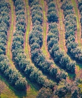 Aerial view of neatly arranged rows of olive trees in an orchard. - Olive Oil Times
