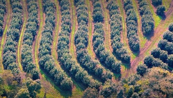 Aerial view of neatly arranged rows of olive trees in an orchard. - Olive Oil Times