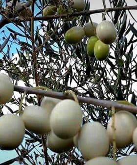Branch of an olive tree featuring clusters of green olives against a blue sky. - Olive Oil Times
