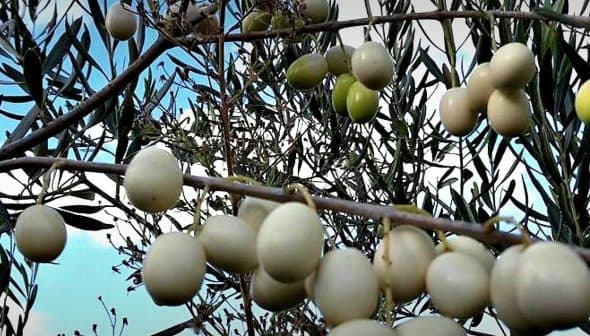 Branch of an olive tree featuring clusters of green olives against a blue sky. - Olive Oil Times