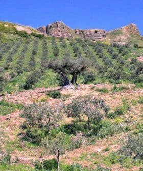 A hillside olive grove with several olive trees arranged in rows under a clear blue sky. - Olive Oil Times