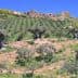 A hillside olive grove with several olive trees arranged in rows under a clear blue sky. - Olive Oil Times