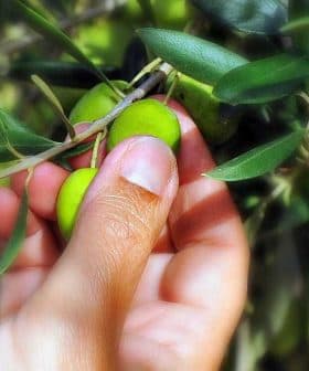A hand reaching for green olives on a branch of an olive tree. - Olive Oil Times