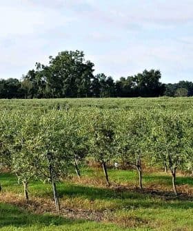 Row of olive trees in a green orchard under a clear sky. - Olive Oil Times