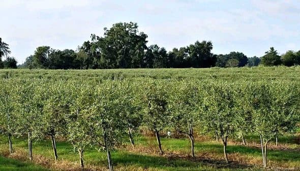 Row of olive trees in a green orchard under a clear sky. - Olive Oil Times
