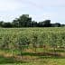 Row of olive trees in a green orchard under a clear sky. - Olive Oil Times