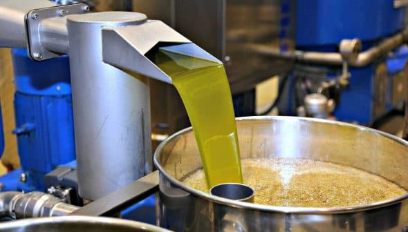 Green olive oil being extracted from a machine into a large metal container. - Olive Oil Times