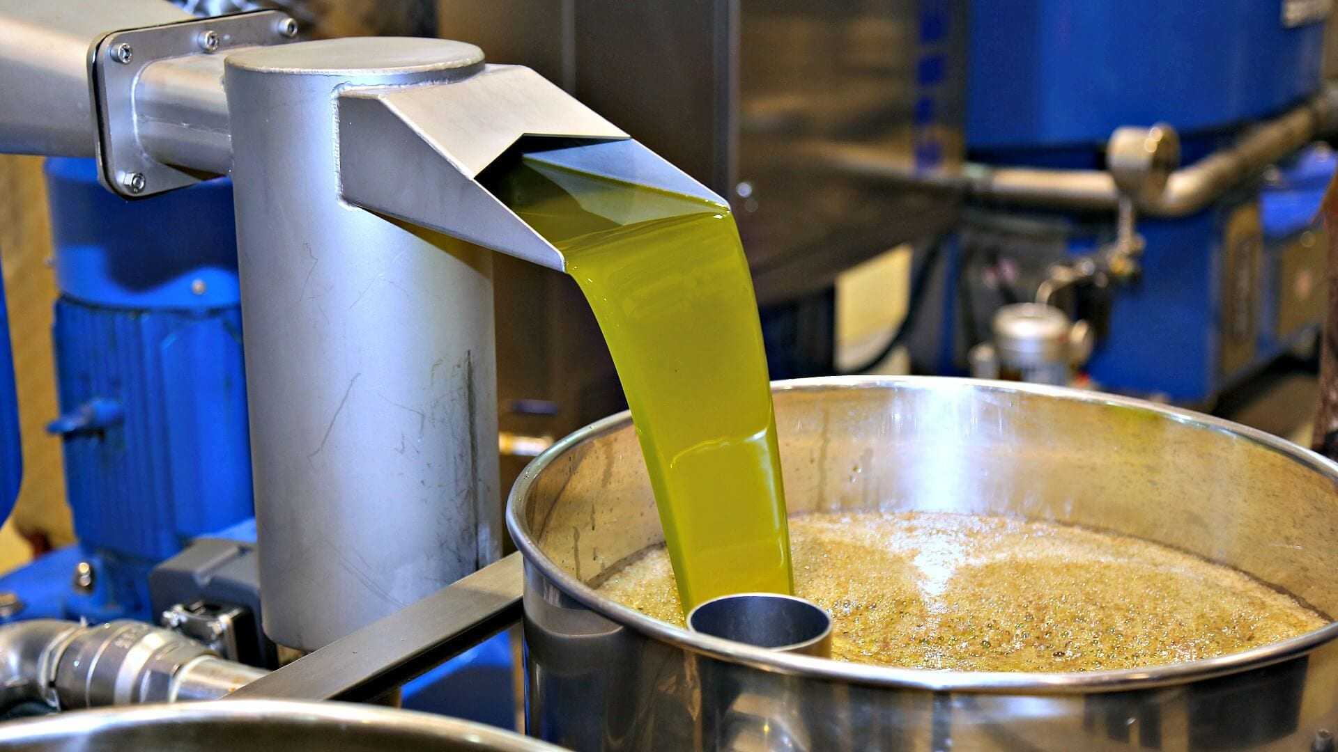 Green olive oil being extracted from a machine into a large metal container. - Olive Oil Times
