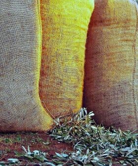 Three large burlap sacks filled with harvested olives on the ground with olive leaves scattered around. - Olive Oil Times
