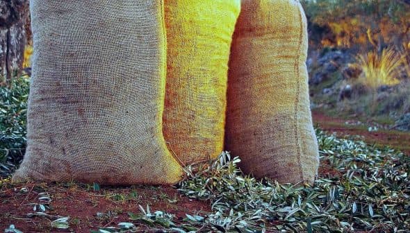 Three large burlap sacks filled with harvested olives on the ground with olive leaves scattered around. - Olive Oil Times