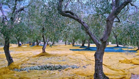 Olive trees with yellow and blue nets spread on the ground for harvesting olives. - Olive Oil Times
