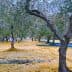 Olive trees with yellow and blue nets spread on the ground for harvesting olives. - Olive Oil Times