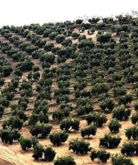 Aerial view of a hillside olive tree plantation with rows of trees. - Olive Oil Times