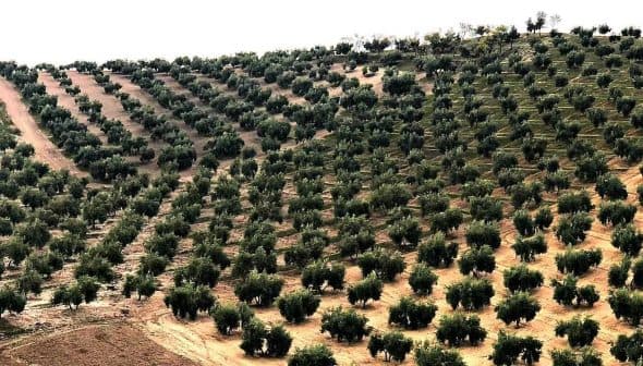 Aerial view of a hillside olive tree plantation with rows of trees. - Olive Oil Times