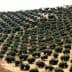 Aerial view of a hillside olive tree plantation with rows of trees. - Olive Oil Times