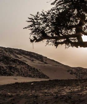 Silhouette of a tree with a sun setting behind it in a desert environment. - Olive Oil Times