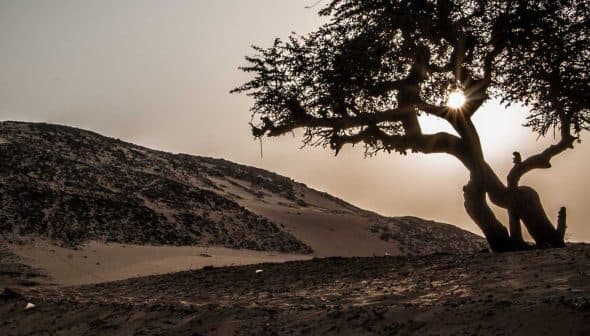 Silhouette of a tree with a sun setting behind it in a desert environment. - Olive Oil Times