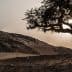 Silhouette of a tree with a sun setting behind it in a desert environment. - Olive Oil Times