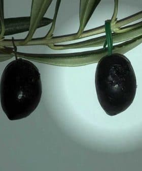Three black olives hanging from an olive branch against a light background. - Olive Oil Times
