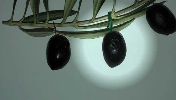 Three black olives hanging from an olive branch against a light background. - Olive Oil Times