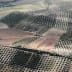 Aerial view of olive groves with rows of trees and agricultural land in Jaén, Spain. - Olive Oil Times