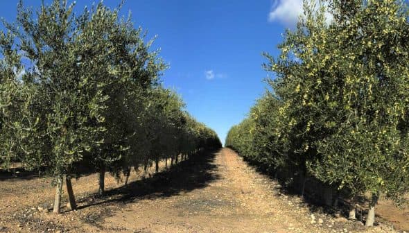 Rows of olive trees in an orchard under a clear blue sky with sparse clouds. - Olive Oil Times