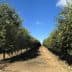Rows of olive trees in an orchard under a clear blue sky with sparse clouds. - Olive Oil Times