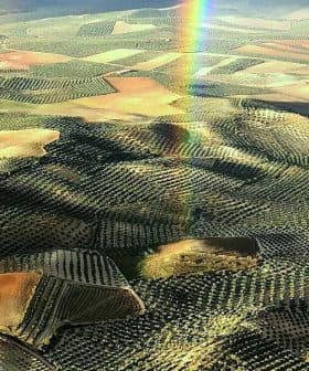 Aerial view of expansive olive groves with varying shades of green and brown in a rural landscape. - Olive Oil Times