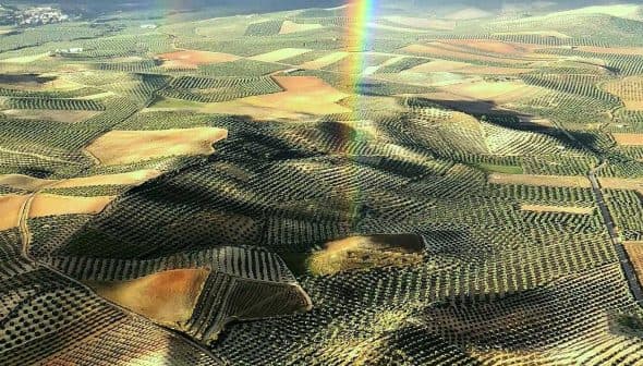 Aerial view of expansive olive groves with varying shades of green and brown in a rural landscape. - Olive Oil Times