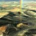 Aerial view of expansive olive groves with varying shades of green and brown in a rural landscape. - Olive Oil Times