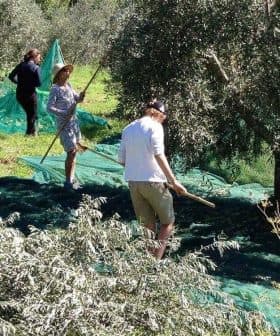 Individuals harvesting olives in a grove with nets spread on the ground to collect fallen olives. - Olive Oil Times