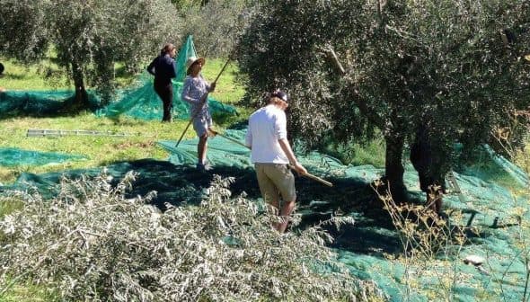 Individuals harvesting olives in a grove with nets spread on the ground to collect fallen olives. - Olive Oil Times