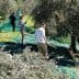 Individuals harvesting olives in a grove with nets spread on the ground to collect fallen olives. - Olive Oil Times
