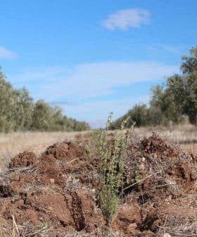 A dirt path with sparse vegetation and a small plant growing in the foreground under a blue sky. - Olive Oil Times