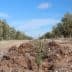 A dirt path with sparse vegetation and a small plant growing in the foreground under a blue sky. - Olive Oil Times