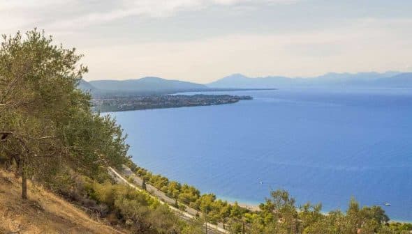 Scenic view of a coastline with olive trees and a blue sea under a clear sky. - Olive Oil Times