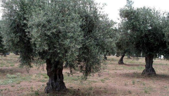 Several olive trees with thick trunks and dense foliage in a field setting. - Olive Oil Times