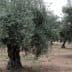 Several olive trees with thick trunks and dense foliage in a field setting. - Olive Oil Times