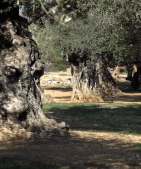 A row of mature olive trees with textured trunks and green foliage along a pathway. - Olive Oil Times