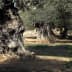 A row of mature olive trees with textured trunks and green foliage along a pathway. - Olive Oil Times
