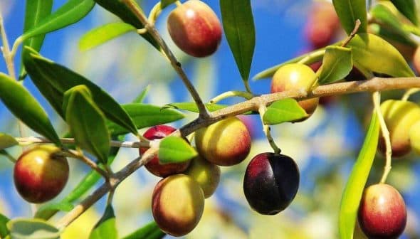A close-up of an olive branch featuring green, yellow, and purple olives against a blue sky. - Olive Oil Times