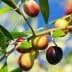 A close-up of an olive branch featuring green, yellow, and purple olives against a blue sky. - Olive Oil Times