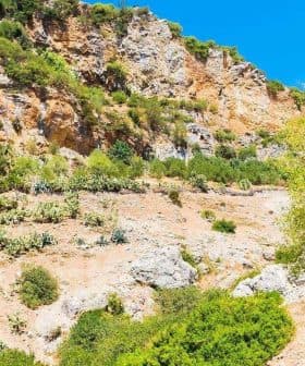 A rocky landscape in Rif Valley featuring olive trees and shrubs under a clear blue sky. - Olive Oil Times