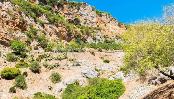 A rocky landscape in Rif Valley featuring olive trees and shrubs under a clear blue sky. - Olive Oil Times
