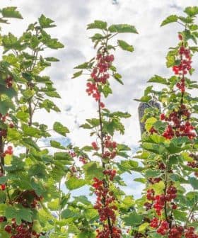 Red currant bushes with ripe berries growing under a blue sky with clouds. - Olive Oil Times