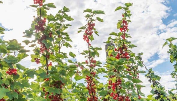 Red currant bushes with ripe berries growing under a blue sky with clouds. - Olive Oil Times